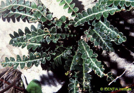 Ceterach officinarum 