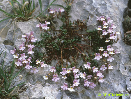 Chaenorhinum origanifolium  crassifolium(2)
