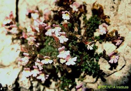 Chaenorhinum origanifolium crassifolium(3)
