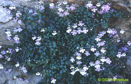 Chaenorhinum origanifolium crassifolium