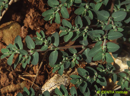 Chamaecyse prostrata(2)