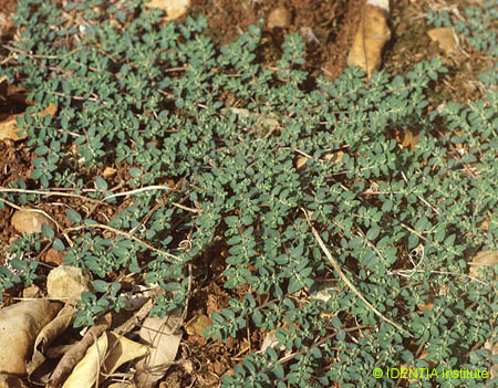 Chamaecyse prostrata