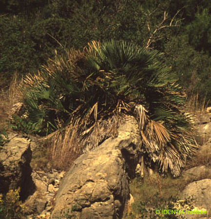 Chamaerops humilis