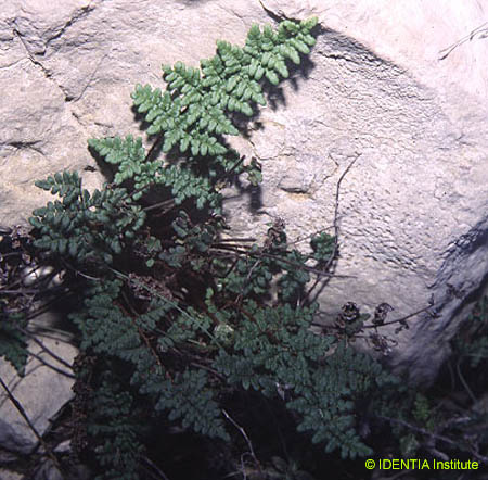 Cheilanthes acrostica 