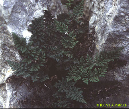 Cheilanthes acrostica(2)