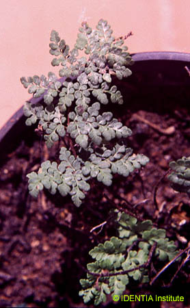 Cheilanthes acrostica(3)