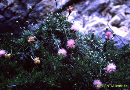 Cheirolophus intybaceus