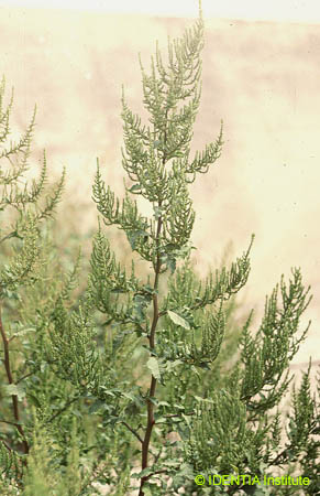 Chenopodium ambrosioides(2)