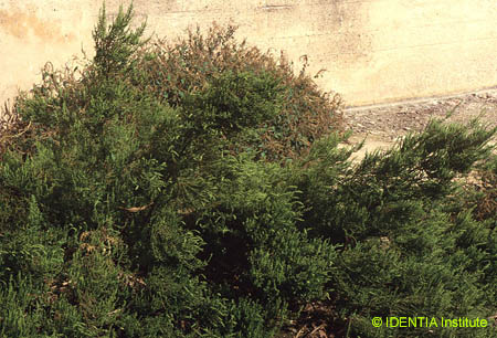 Chenopodium ambrosioides