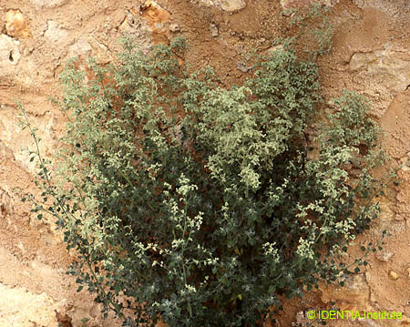 Chenopodium opulifolium