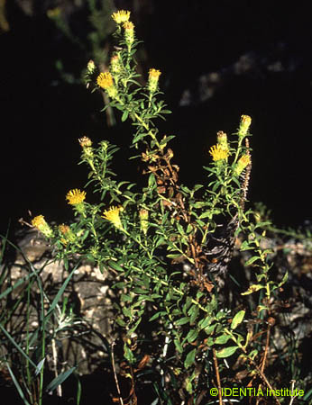 Chiliadenus glutinosus