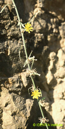 Chondrilla juncea(2)