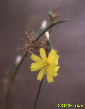 Chondrilla juncea