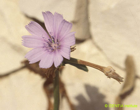 Cichorium intybus(2)