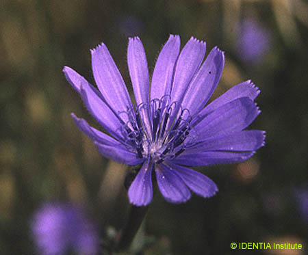 Cichorium intybus