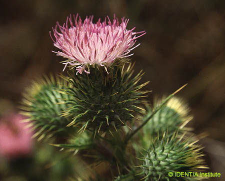 Cirsium vulgare
