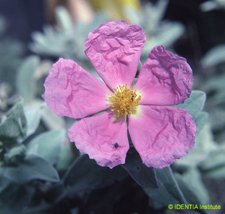 Cistus albidus