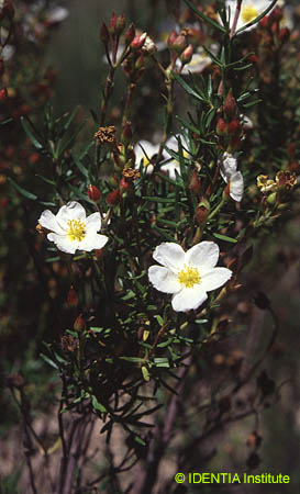 Cistus clusii