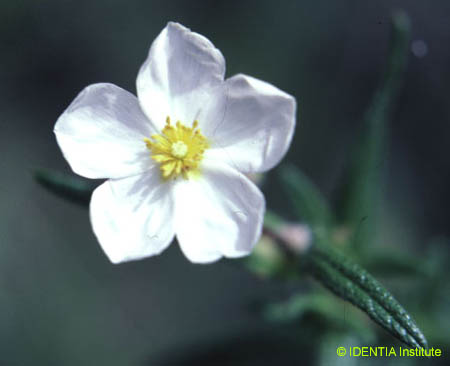 Cistus monspeliensis