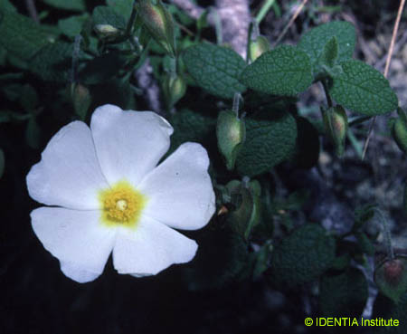 Cistus salvifolius
