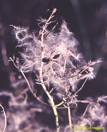 Clematis flammula(2)