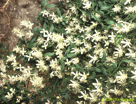 Clematis flammula