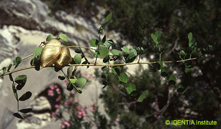 Colutea arborescens hispanica