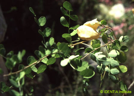 Colutea arborescens(2)
