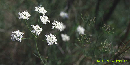 Conopodium ramosum  