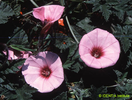 Convolvulus althaeoides