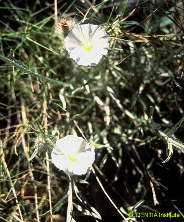 Convolvulus lanuginosus