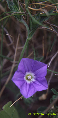 Convolvulus siculus