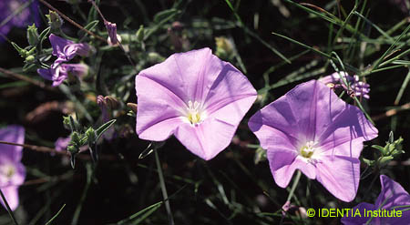 Convolvulus valentinus(2)