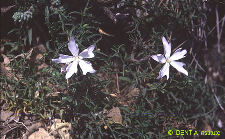 Convolvulus valentinus