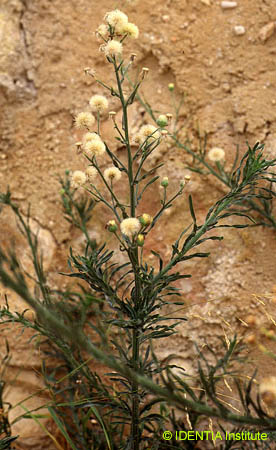 Conyza bonariensis(2)