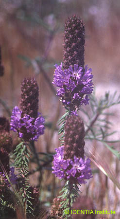 Coris monspeliensis fontqueri