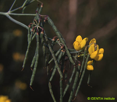 Coronilla juncea