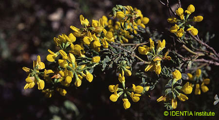 Coronilla minima lotoides
