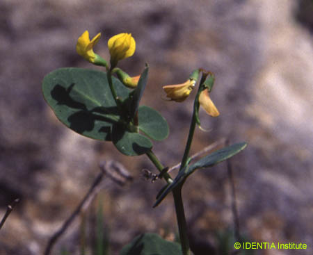 Coronilla scorpioides