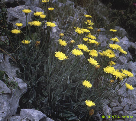 Crepis albida scorzoneroides(2)