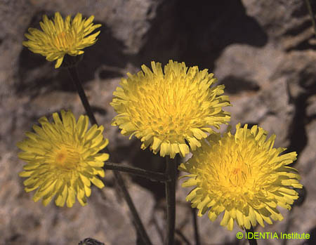 Crepis albida scorzoneroides(3)
