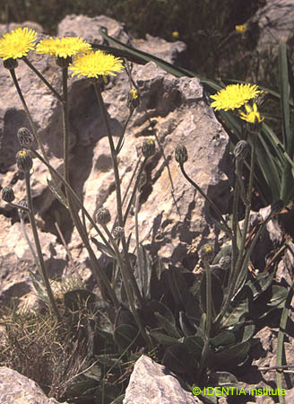 Crepis albida scorzoneroides
