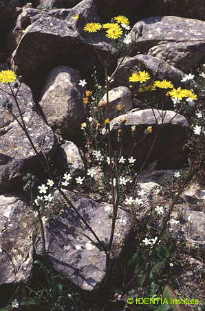 Crepis sancta sancta
