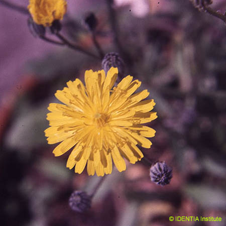 Crepis vesicaria(2)