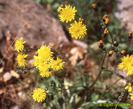 Crepis vesicaria
