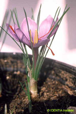Crocus sativus(2)