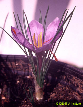 Crocus sativus