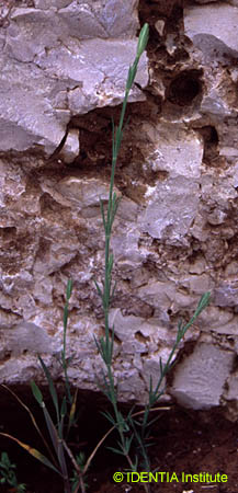 Crucianella angustifolia