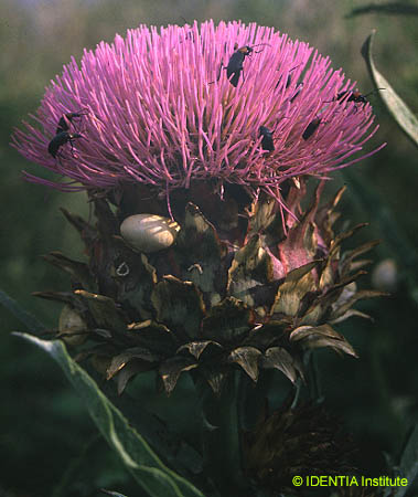 Cynara scolymus