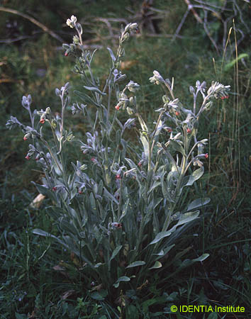 Cynoglossum cheirifolium